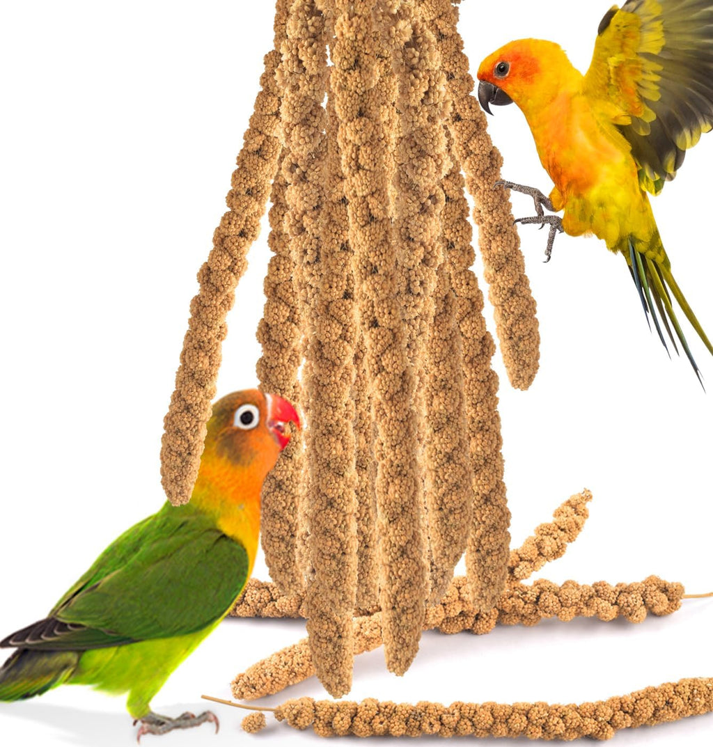 Katumo spray millet treats front view natural bird snack