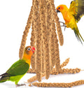 Katumo spray millet treats front view natural bird snack
