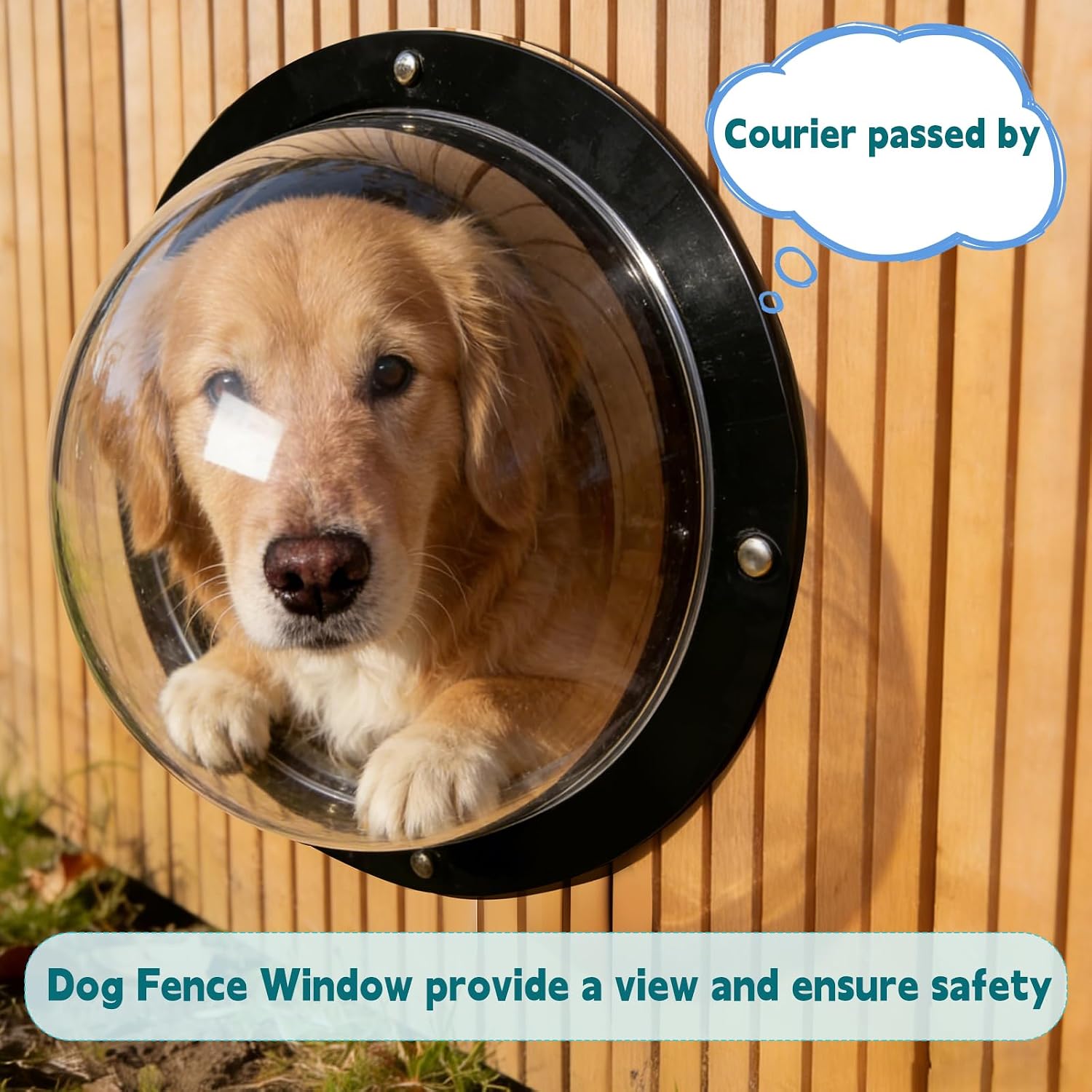 Curious dog looking through the transparent fence bubble window in a garden