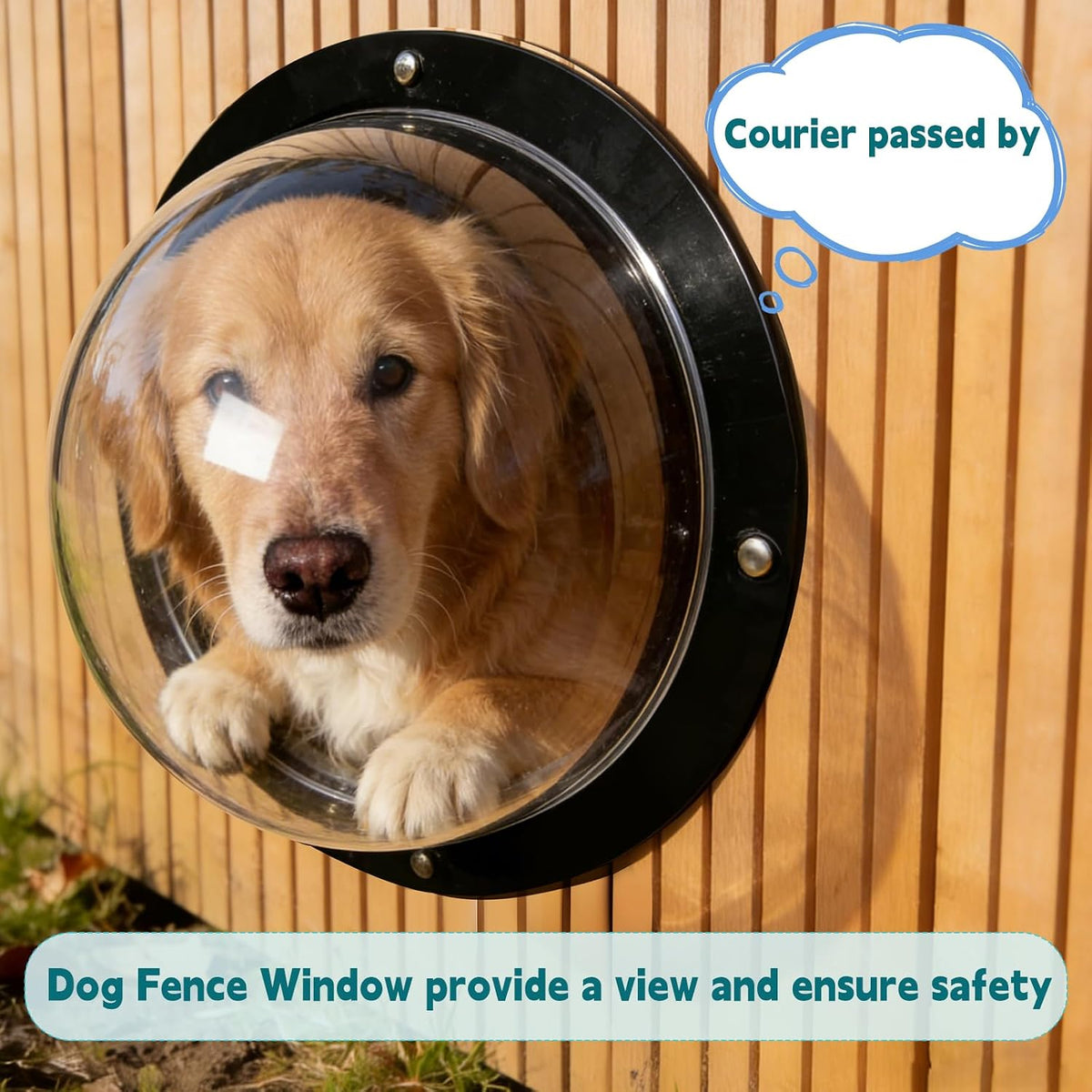 Curious dog looking through the transparent fence bubble window in a garden