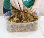 Besgrow moss used as potting medium for orchids