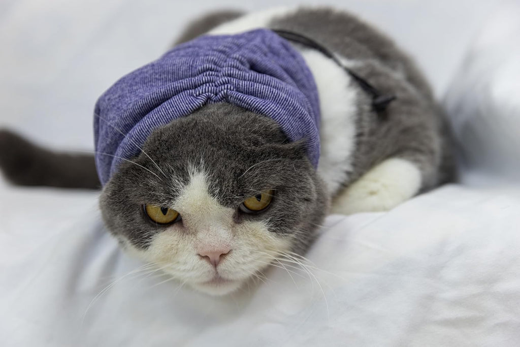 Purple cat head wrap for grooming and stress