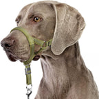 Barkless Sturdy No Pull Head Collar green large front view on dog