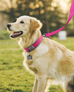 Joytale hot pink dog collar laid flat