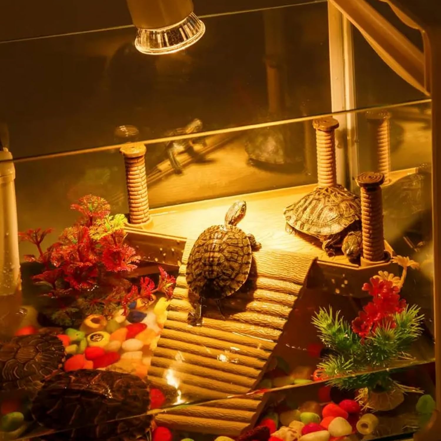 Bearded dragon basking under the warm glow of a Repti Home UVA UVB heat lamp.