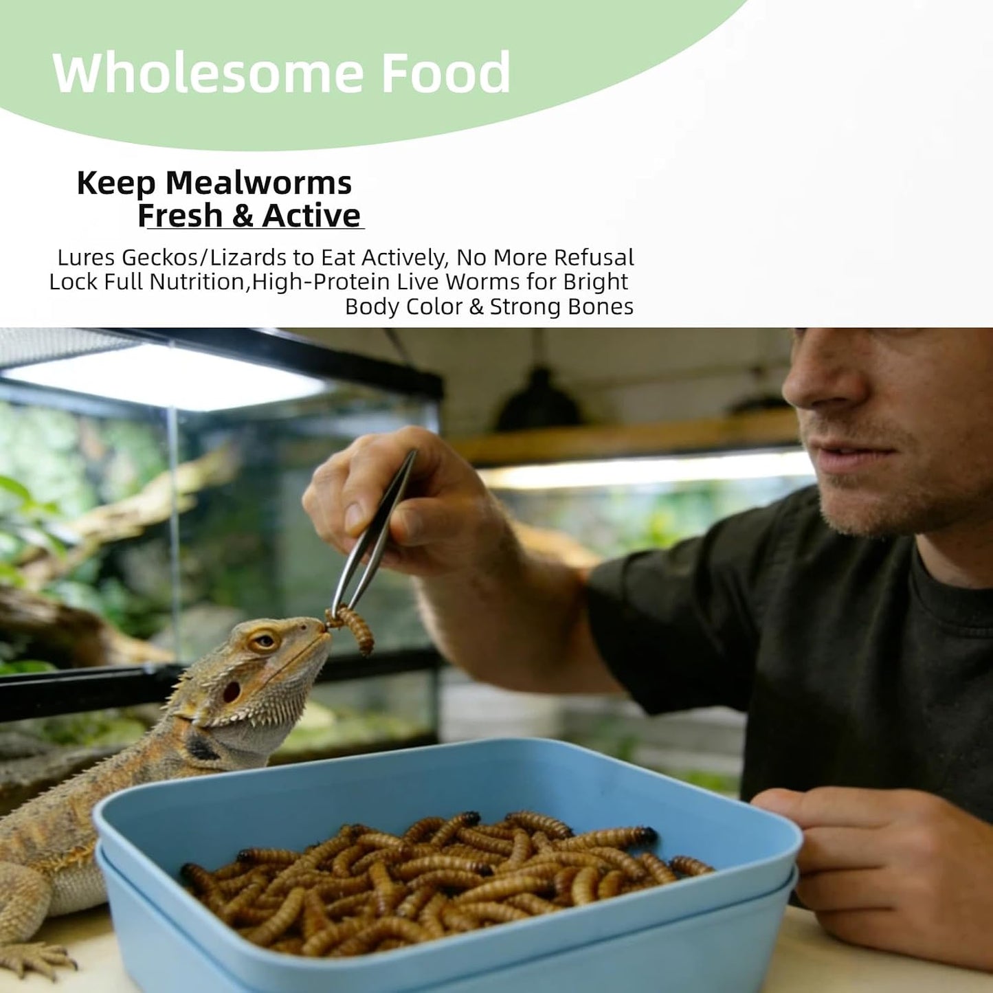 Blue mealworm breeding container with lid