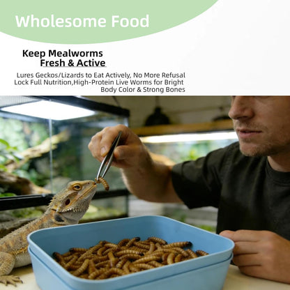 Blue mealworm breeding container with lid
