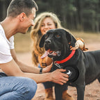Rest-Eazzzy small pet dishes for dogs and cats walking accessories