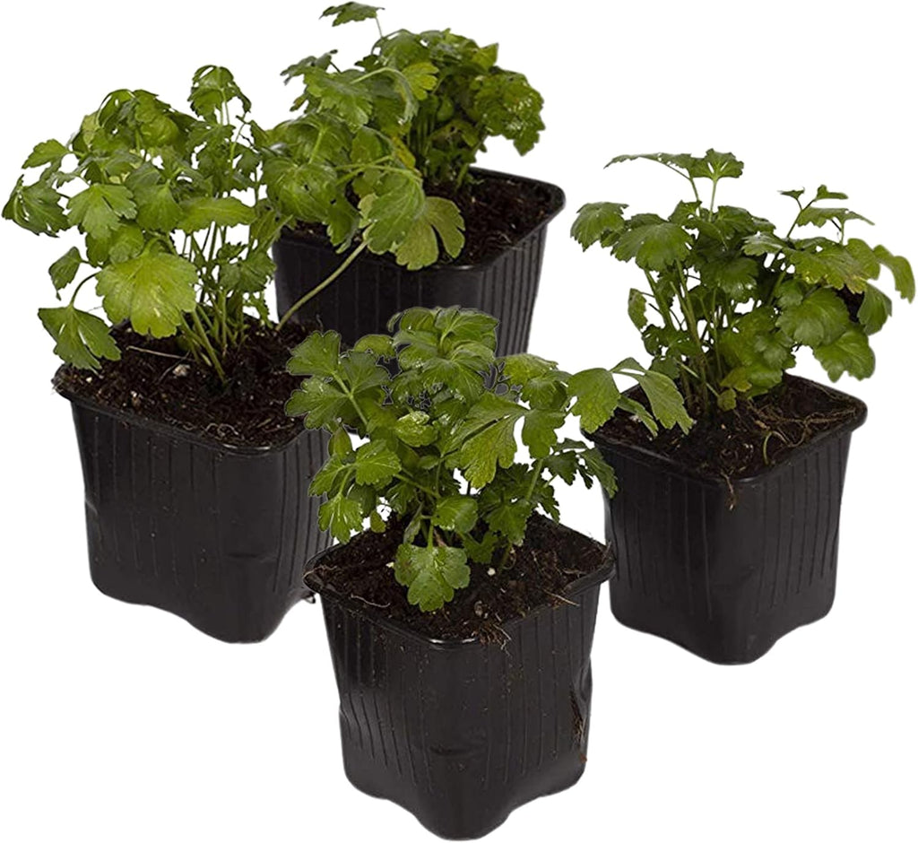 Live Herb - Catnip (Nepeta) (4 Per Pack), Aromatic and Cat Enrichment, Helps Reduce Cat Stress and Anxiety, 8" Tall by 4" Wide in 1 Pint Pot - Image 14