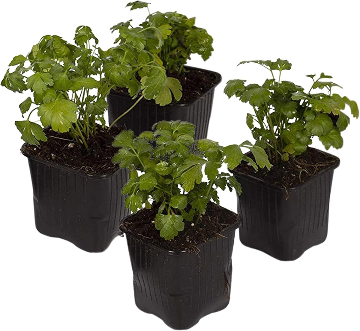 Live Herb - Catnip (Nepeta) (4 Per Pack), Aromatic and Cat Enrichment, Helps Reduce Cat Stress and Anxiety, 8" Tall by 4" Wide in 1 Pint Pot - Image 14