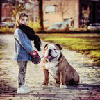 Pink Segarty pet training leash showing 26ft extension