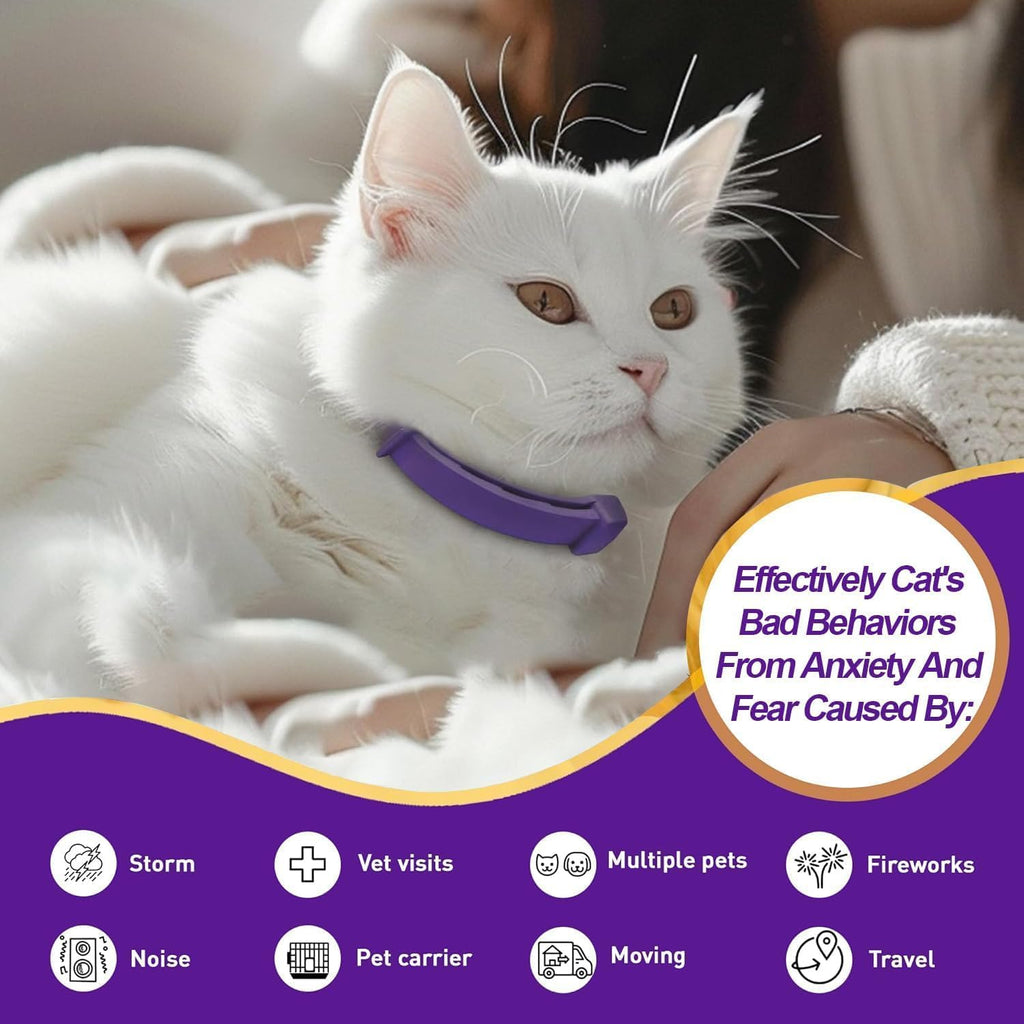 A happy cat wearing the purple Flovintrek calming collar in a relaxed home setting.