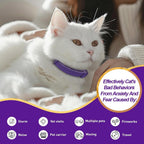 A happy cat wearing the purple Flovintrek calming collar in a relaxed home setting.
