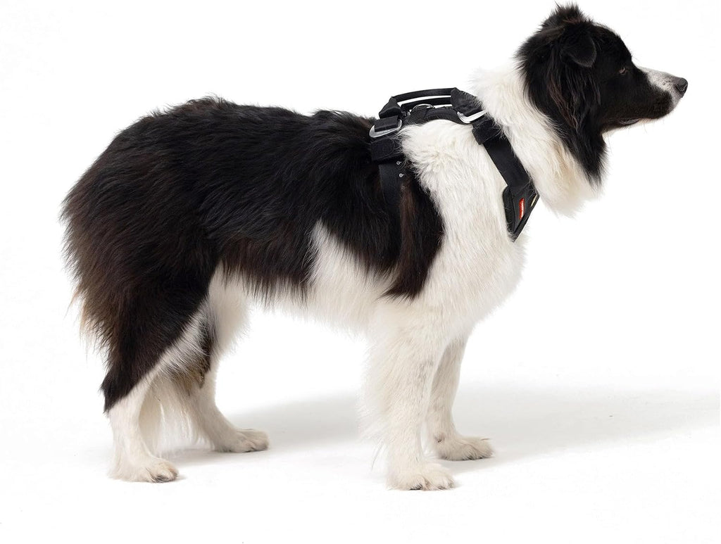 Professional studio shot of large EzyDog Drive harness