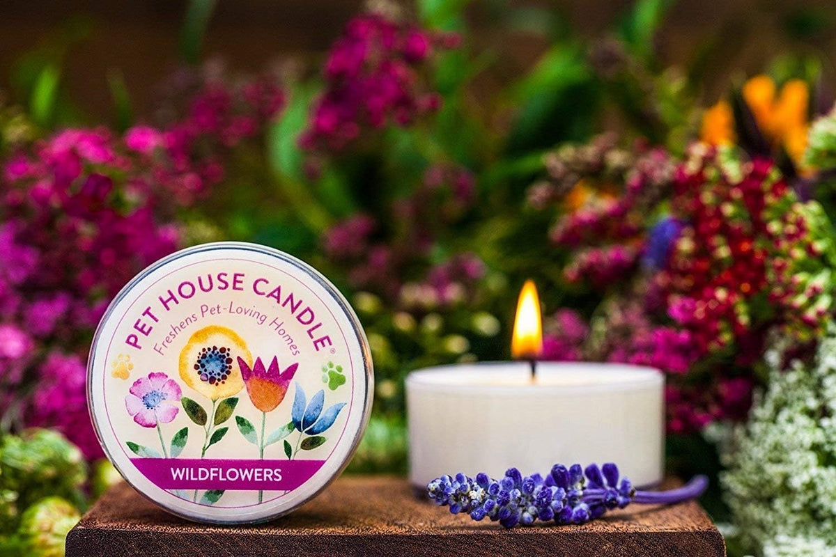 Three mini pet-friendly candles for odor elimination