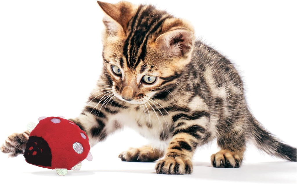 Imported Pounce And Purr interactive feline toy for indoor cat exercise