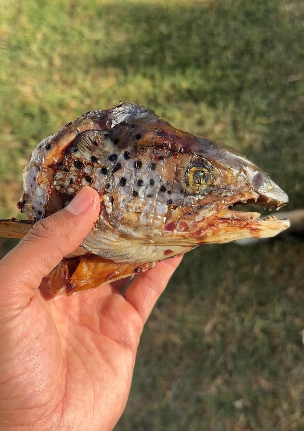 Top view of premium USA imported salmon head for pets