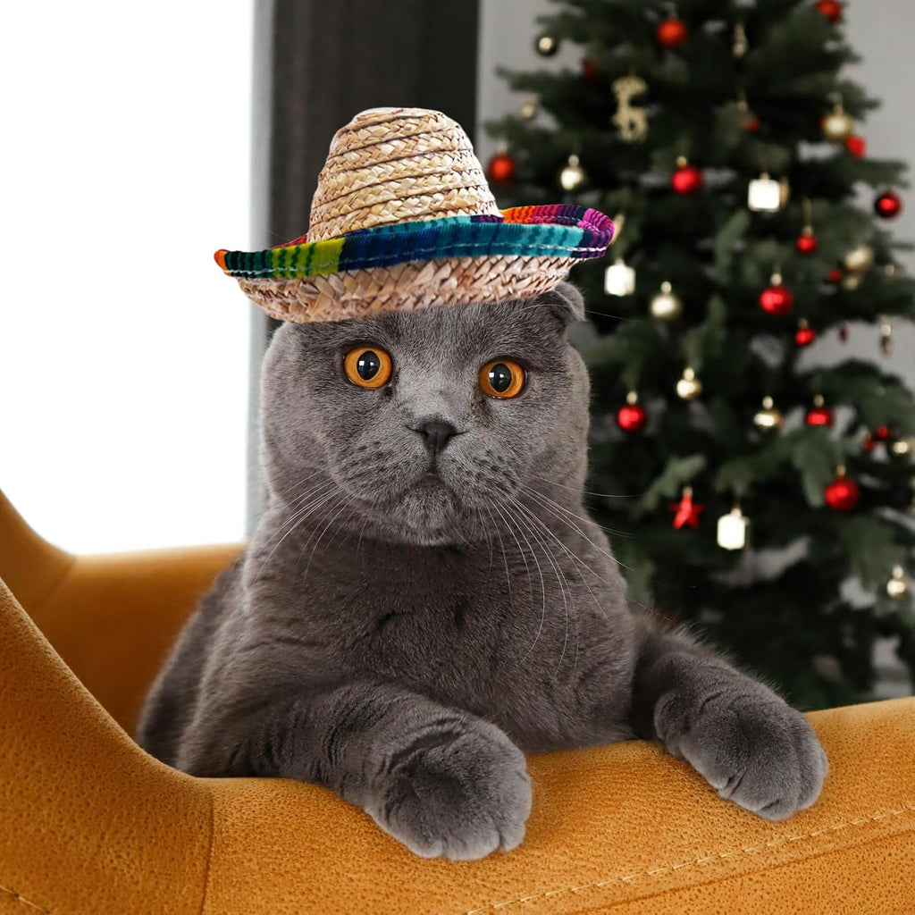 Puppy posing in mini Mexican sombrero for Cinco de Mayo