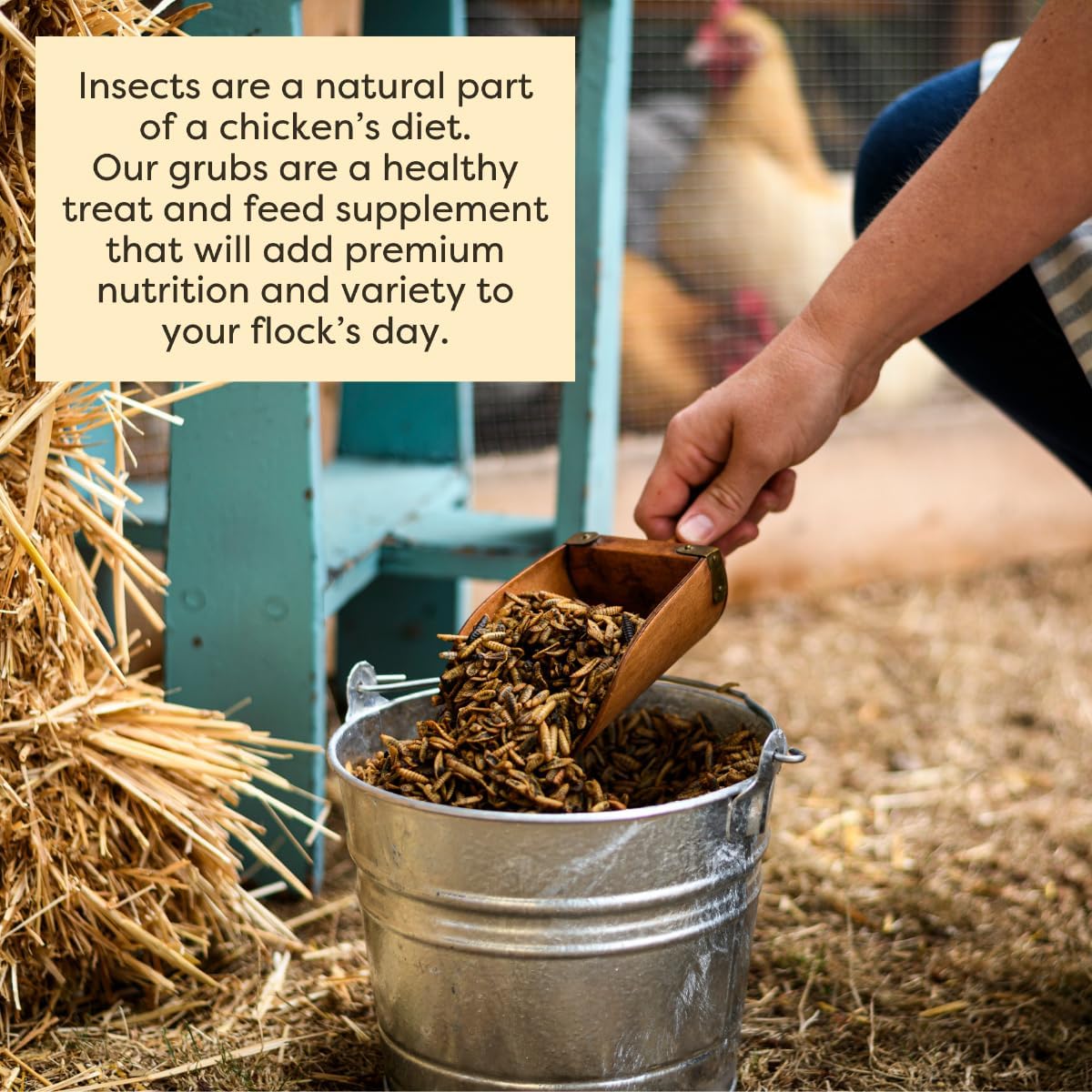 Backyard chicken feeding supplies for feather health