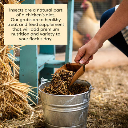 Backyard chicken feeding supplies for feather health