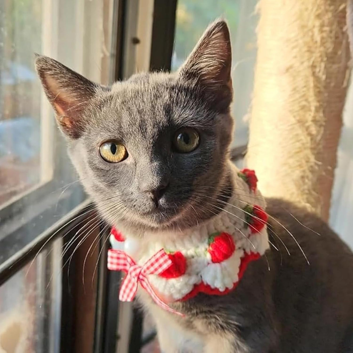 Authentic imported aoeeki pet necklace displaying the soft texture of the premium handmade crochet yarn material.