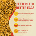 Healthy chicken flock eating Joyprotyn black soldier fly larvae treats