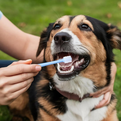 Three pack dog and cat dental care kit display