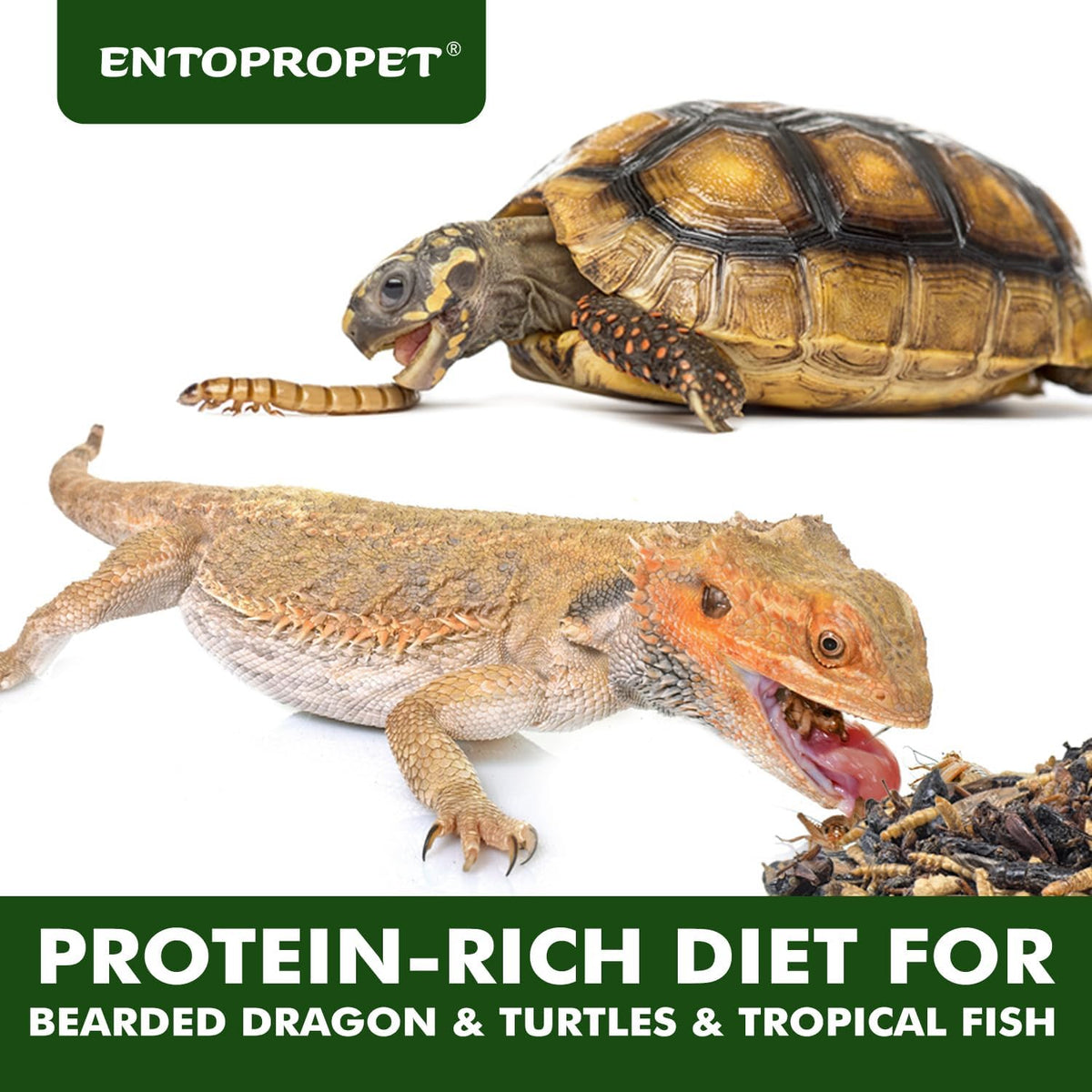 Dried mealworms and crickets medley food texture close up