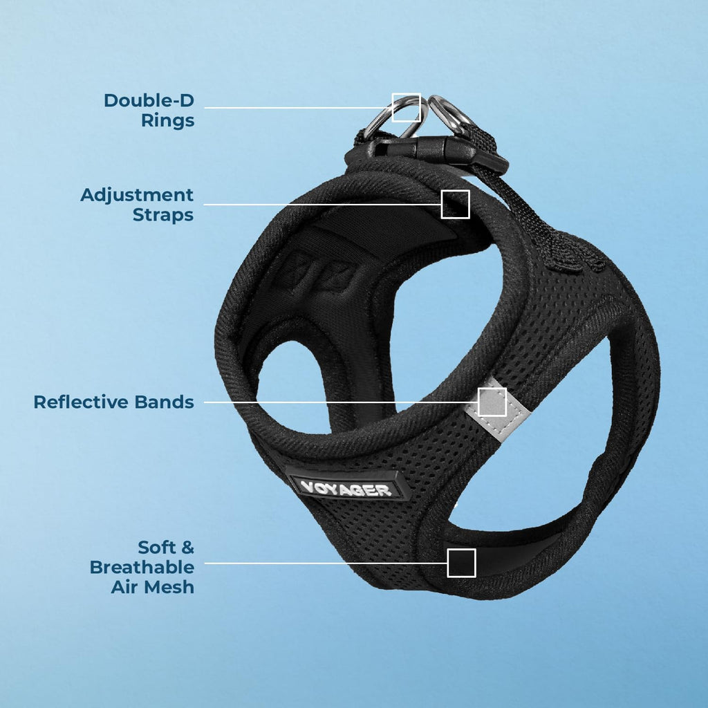 Small dog wearing black breathable mesh harness