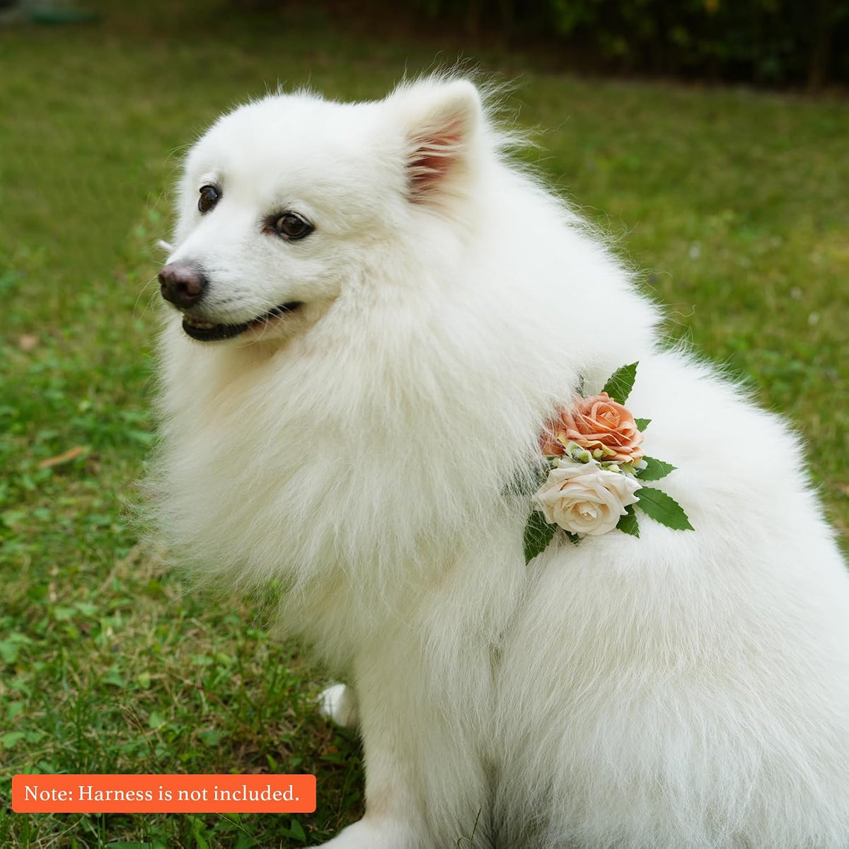 Pawlarispets dog wedding flower bow tie attachment close up view