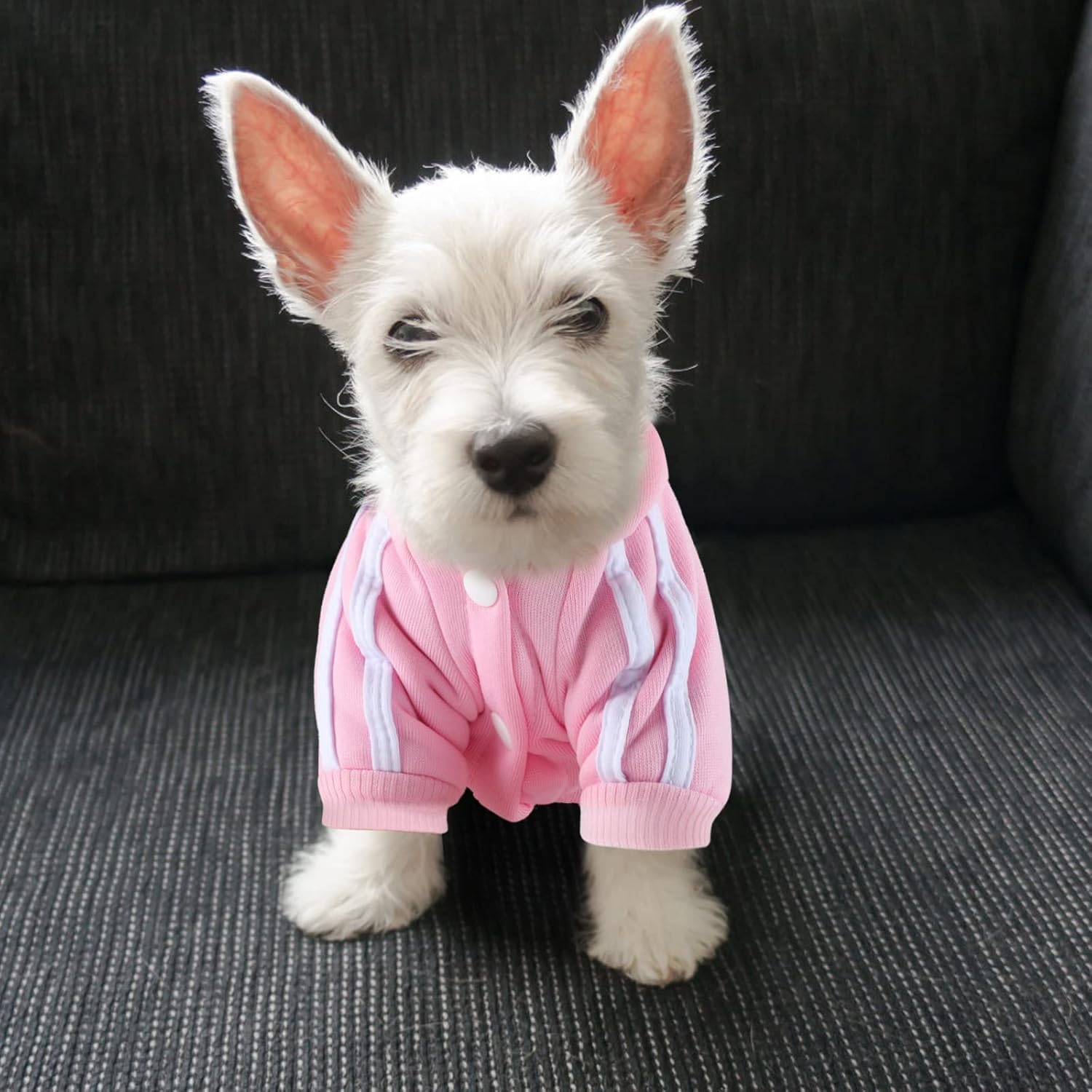 Soft cotton doggie winter clothes for small dogs and cats side view