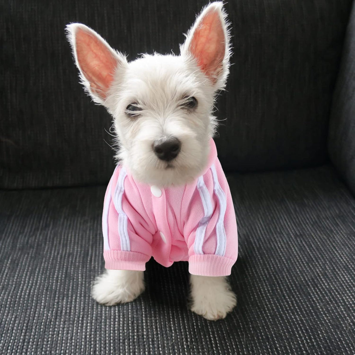 Soft cotton doggie winter clothes for small dogs and cats side view