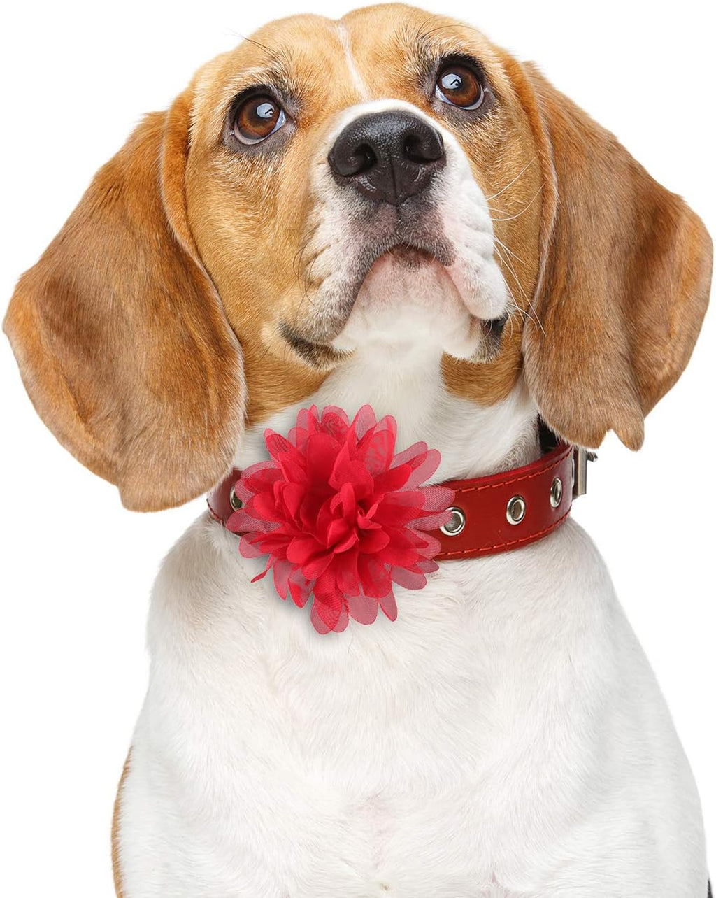 Soft flower-shaped pet styling bows for cats and dogs