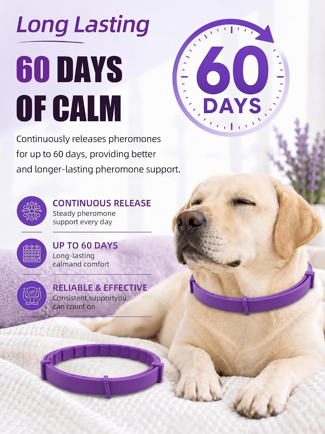Waterproof dog calming collar showing water resistance during outdoor rain play