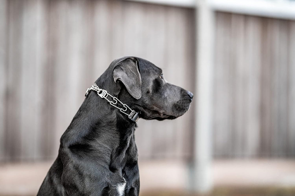 Herm Sprenger anti pull dog collar laid flat showing adjustable links structure