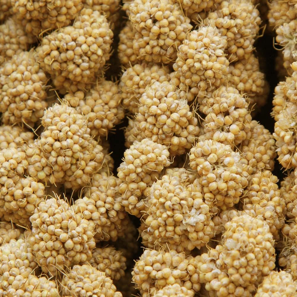 Close-up of natural sun-dried millet grain clusters