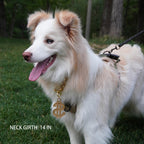 Hip hop style dog gold collar with glittering dollar sign accessory