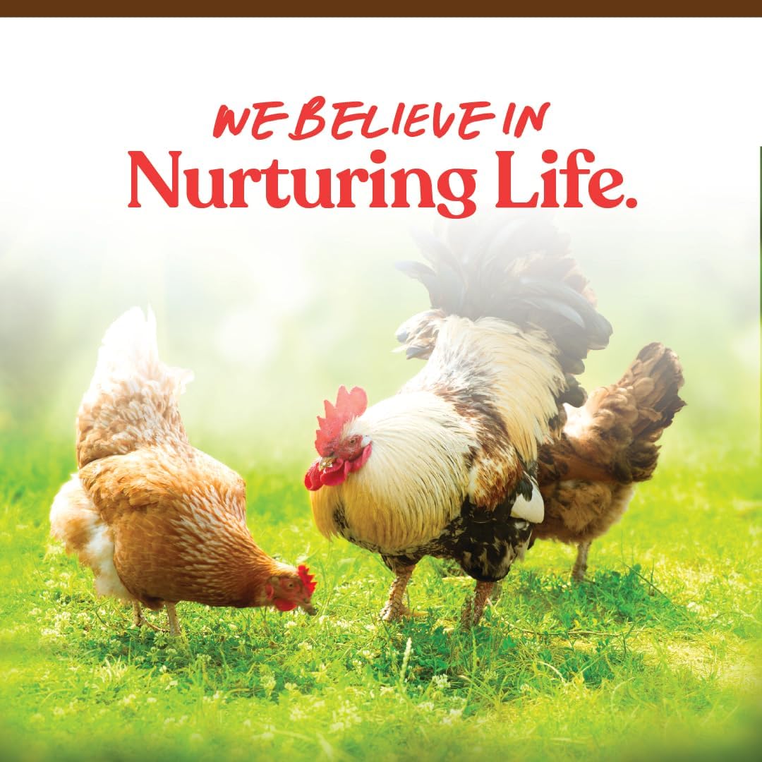 Duck and chicken flock enjoying Manna Pro poultry treat