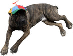 Geanbaye iridescent dog hat with propeller front view
