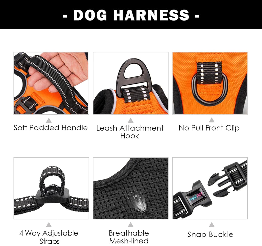 Rear view of Phoepet harness showing handle and buckles