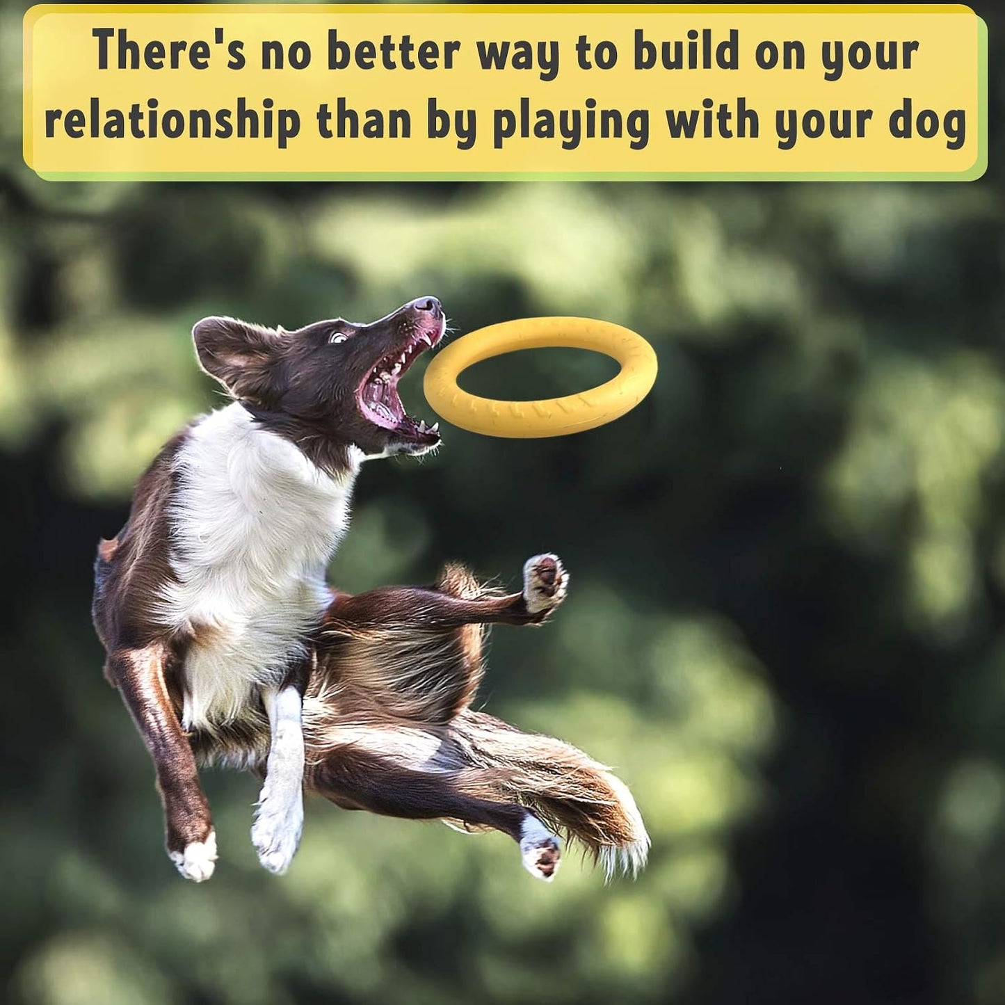Dog fetching PetSpy ring in a park