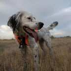Browning pet training bell attached to a dog collar