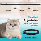 Natural ingredients illustration with lavender and chamomile on cat collar package