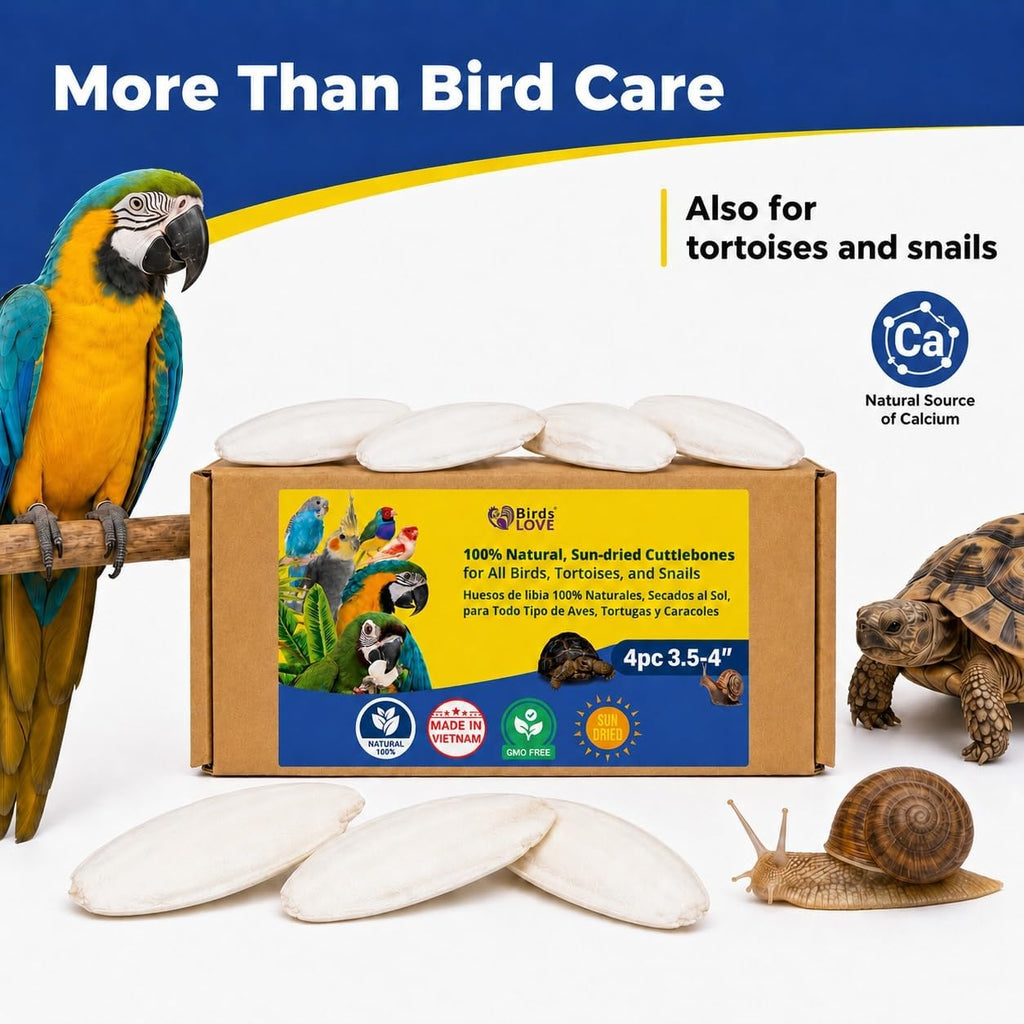 Birds LOVE 3.5-4" Cuttlebone for Birds - 100% Natural Sun-Dried Calcium & Beak Conditioning Supplement for Parakeets, Budgies, Cockatiels, Finches & Canaries - 4 Pack with Holder - Made in Vietnam - Image 7