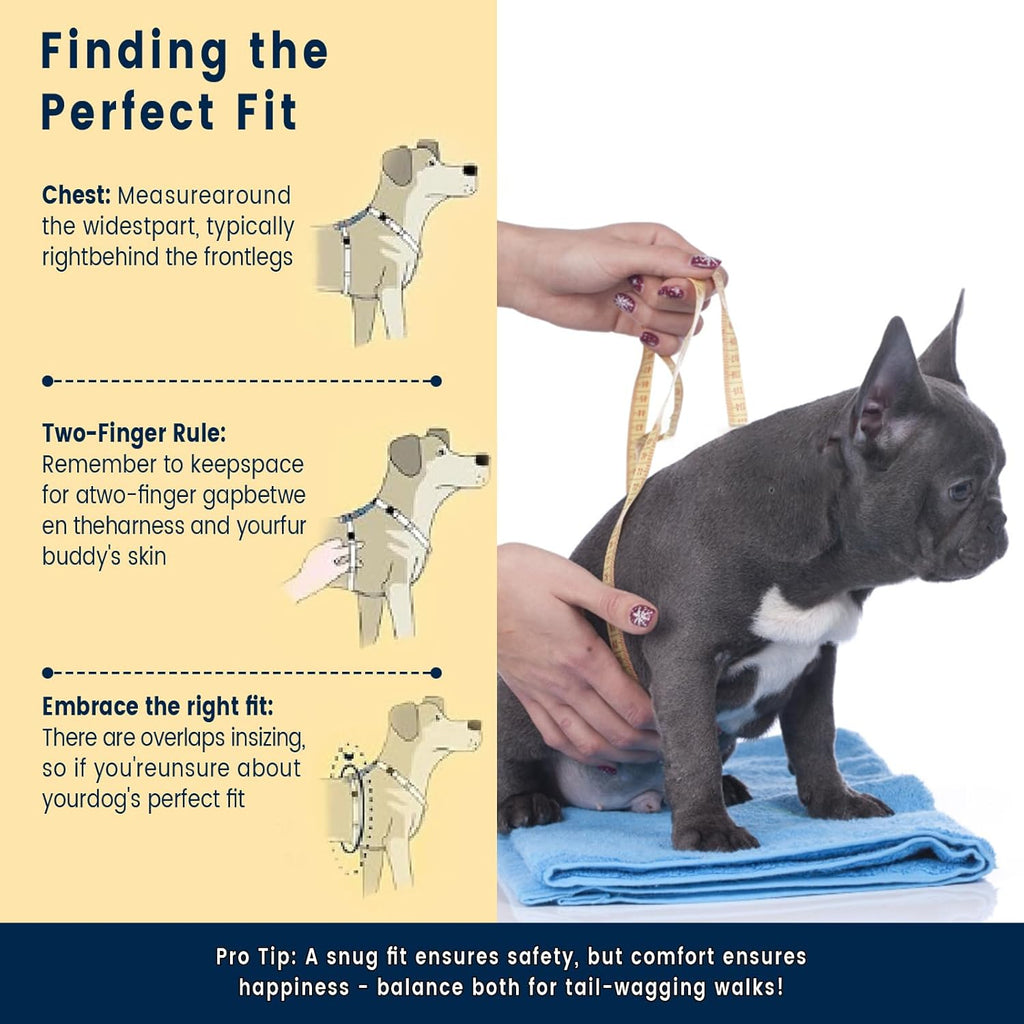 Front and back leash attachment points on dog harness