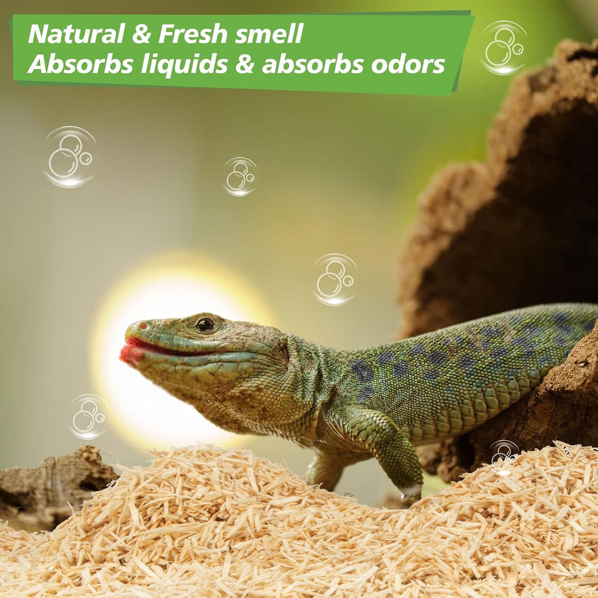 Terrarium setup featuring natural aspen bedding for reptiles