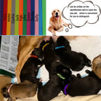 Puppy wearing adjustable soft identification collar