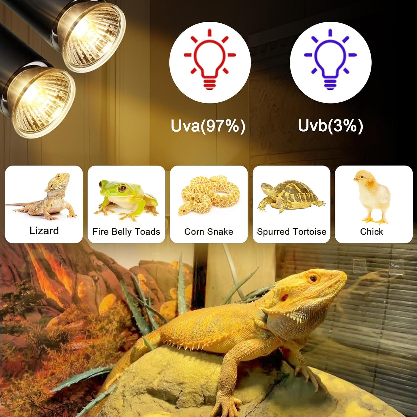 Lachesan 50W UVA halogen lamps for bearded dragon and lizard terrariums packaging view.