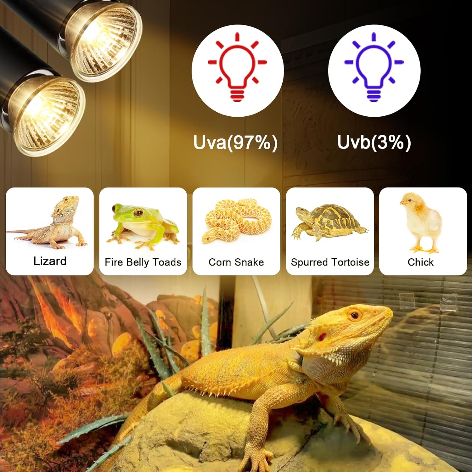 Lachesan 50W UVA halogen lamps for bearded dragon and lizard terrariums packaging view.
