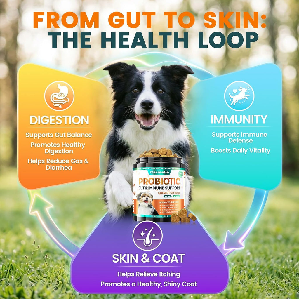 Carmelie pet gut health probiotics with digestive enzymes and pumpkin for healthy digestion.